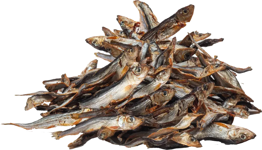 dibo-fisch_1920.webp