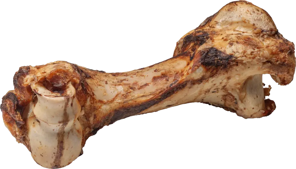dibo-mamut-knochen_1920.webp