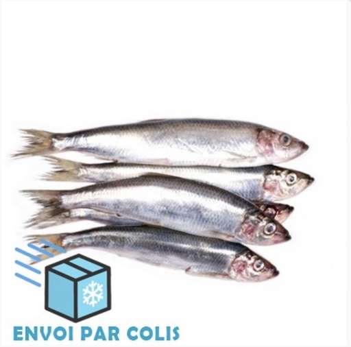 [H120] Harengs sachet 2kg